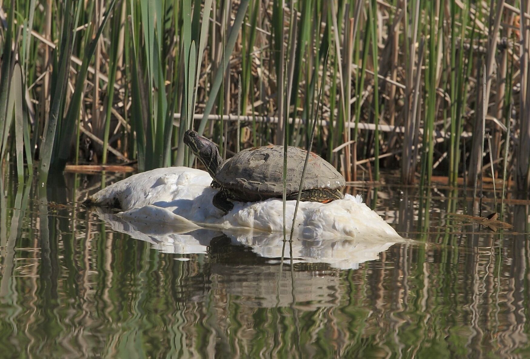 Turtle swan.jpg